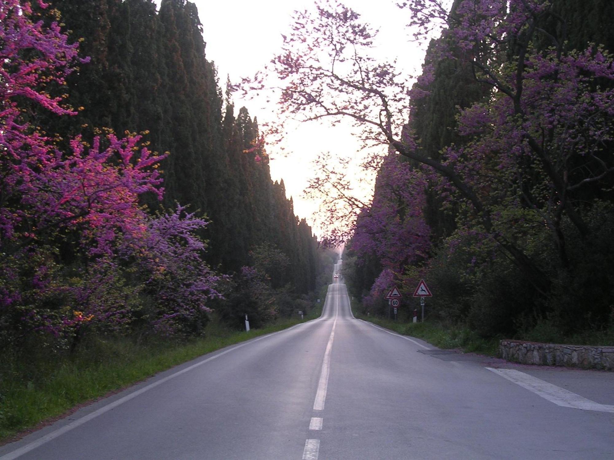 Hotel Il Ponte Cecina  Dış mekan fotoğraf